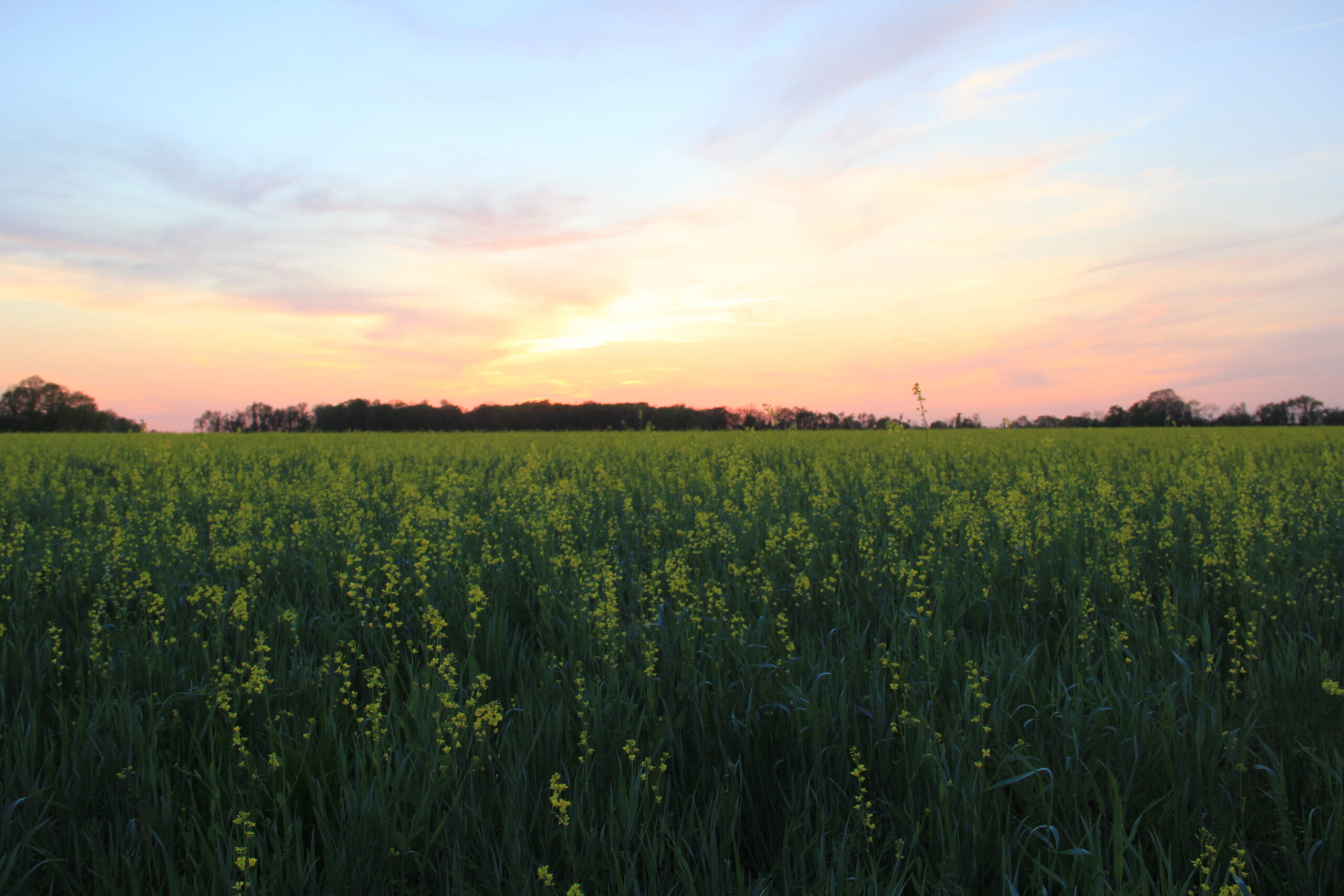 Harborview Farms at sunset