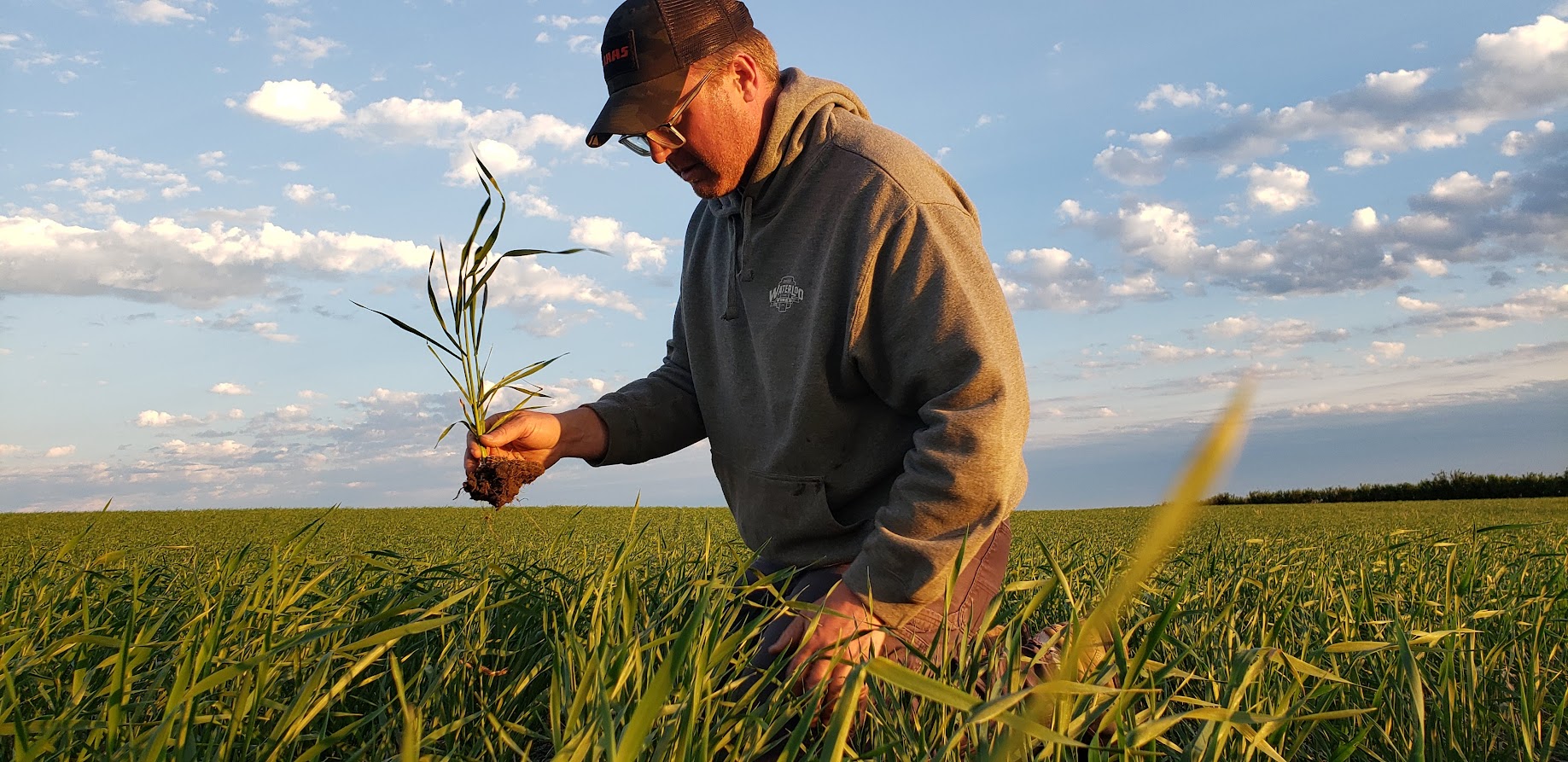 Man picking crops