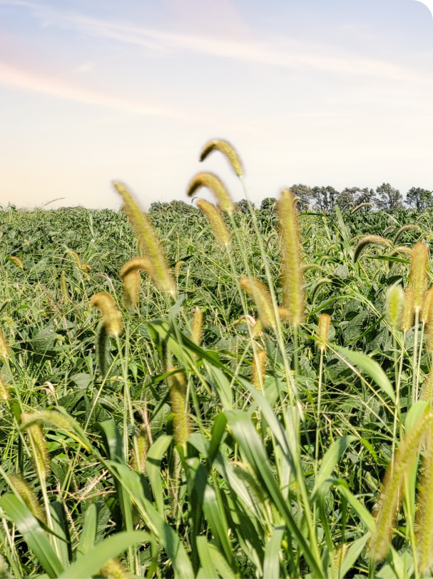 Tall grass foreground with a dense green crop field under a clear sky