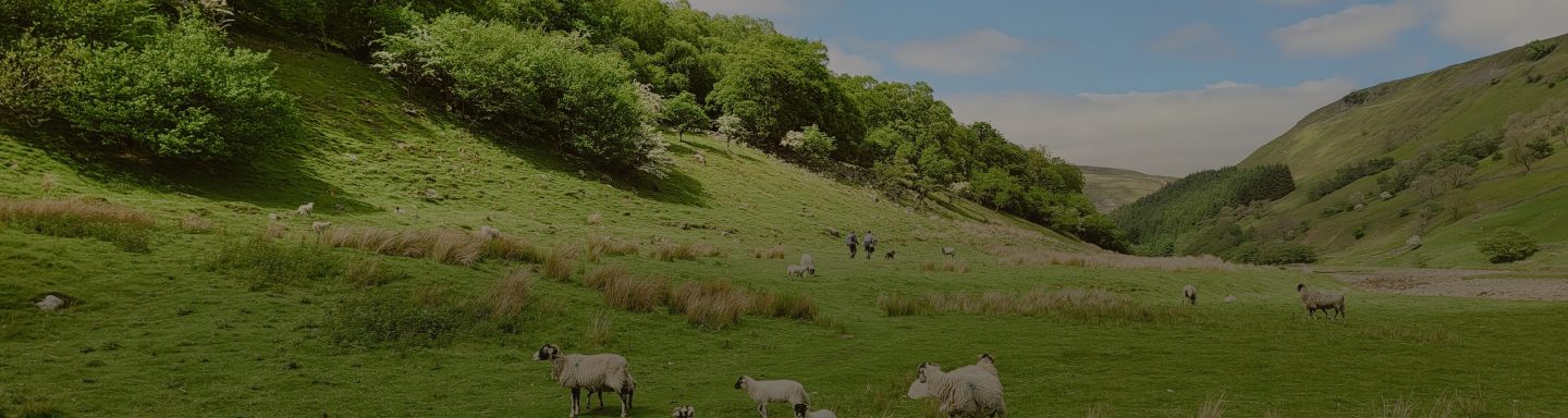 Rolling hills of green grass