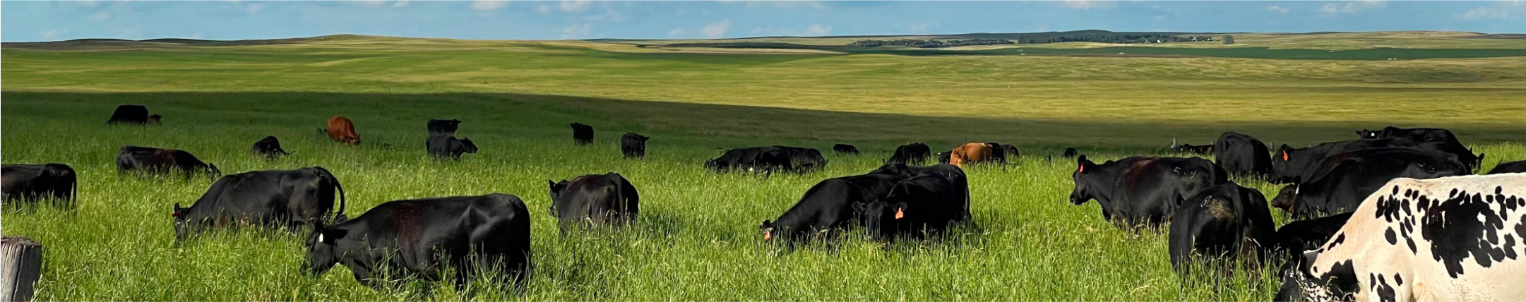 Majestic field with cows