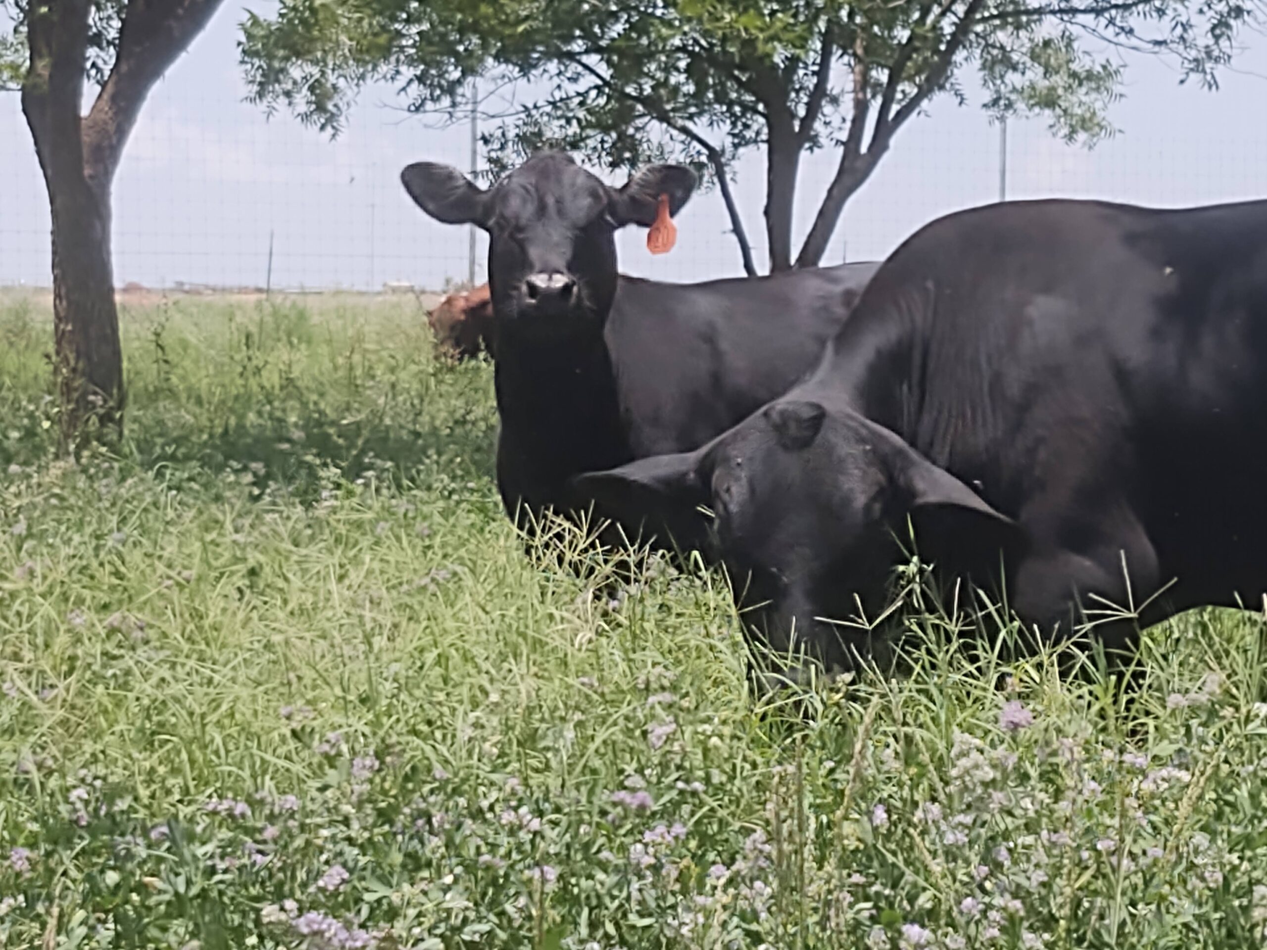 Cows grazing at We're NUTS! farm