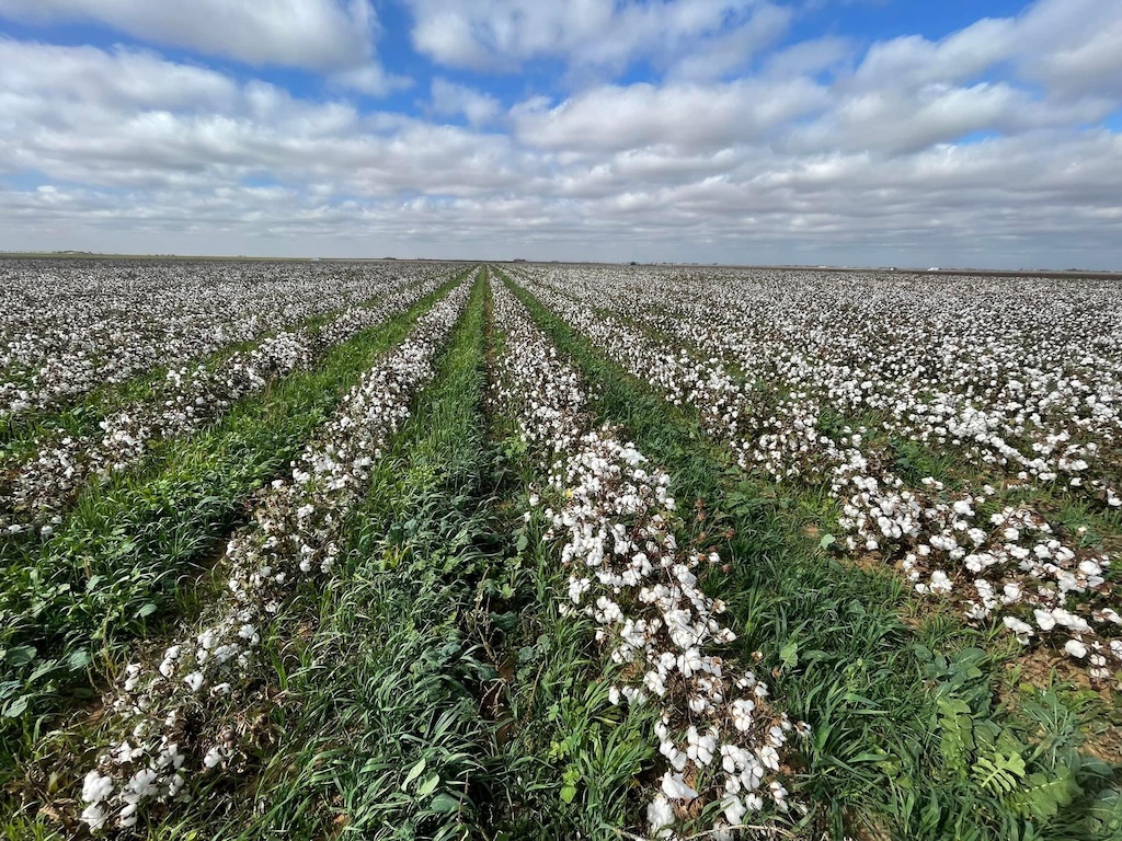 Regeneratively grown cotton fields at Broadview Agriculture