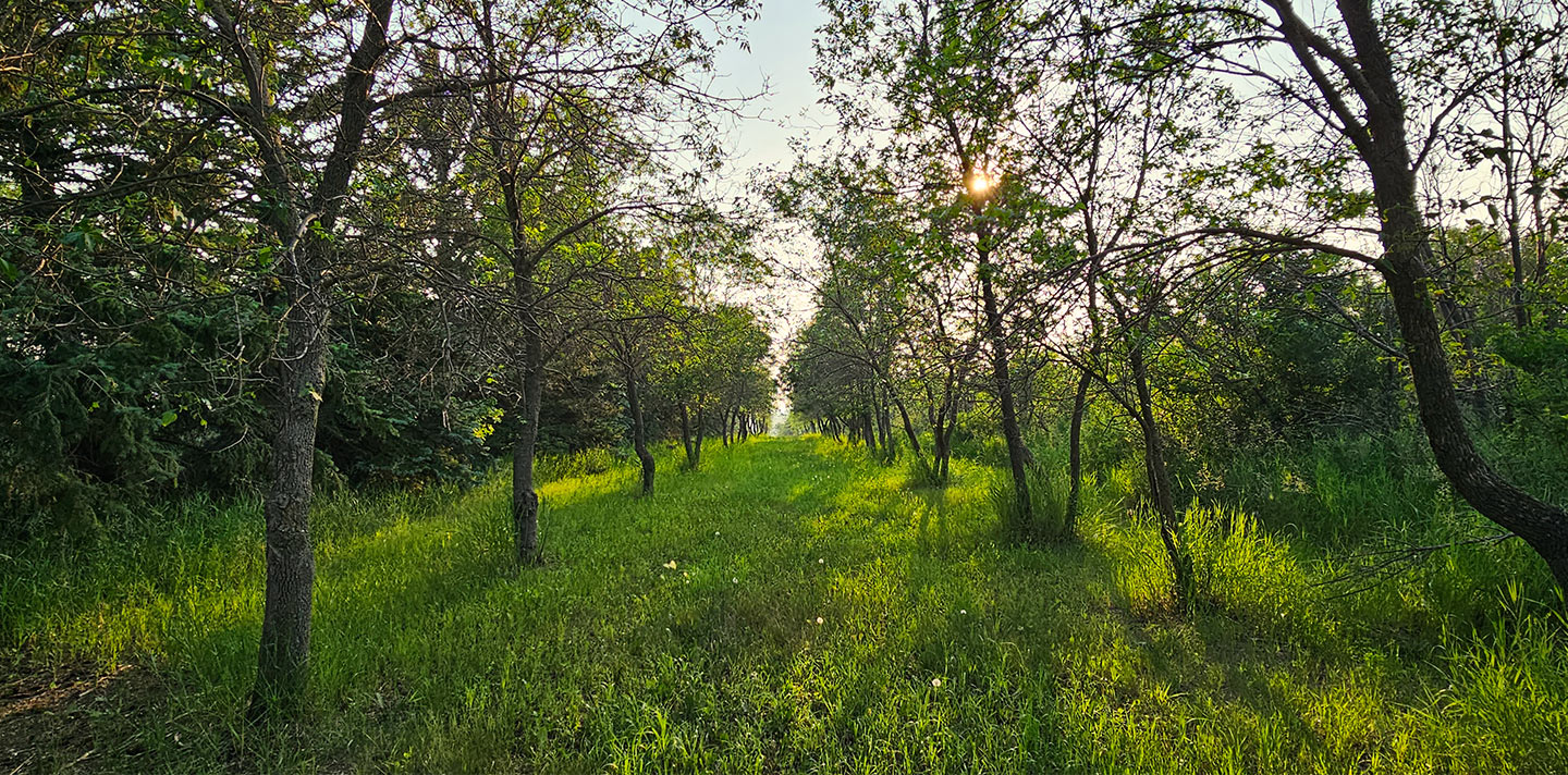 trees in a field