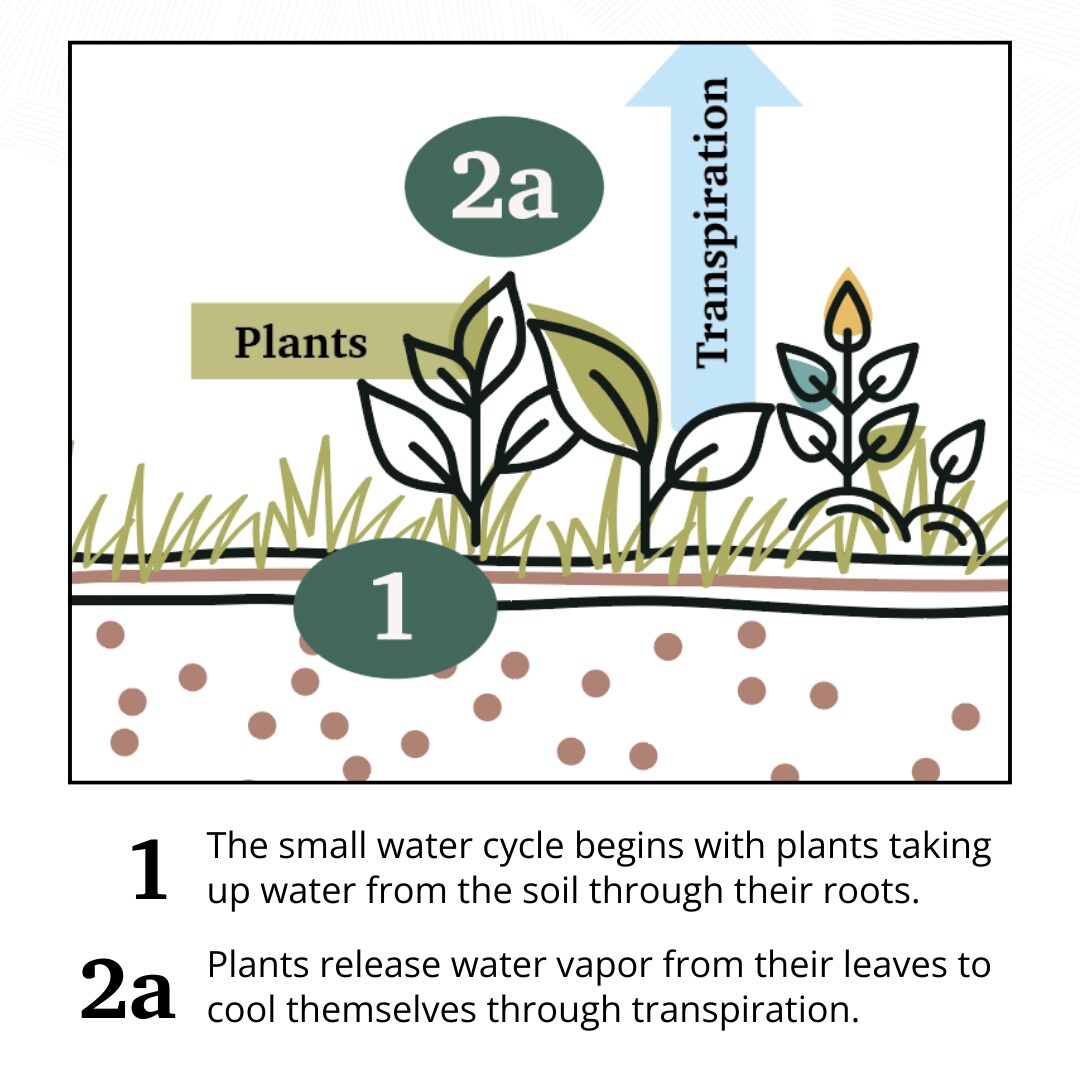 small water cycle diagram by Regenified