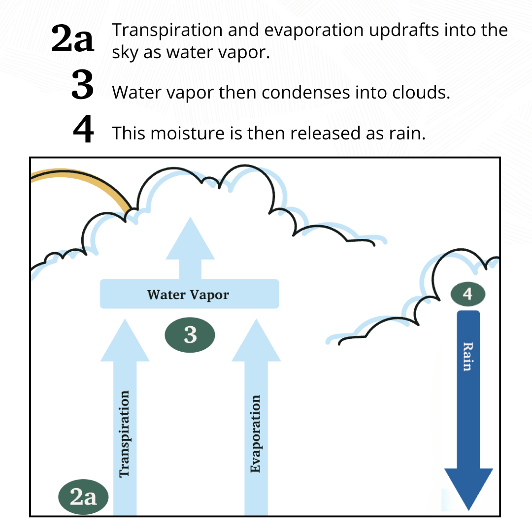 small water cycle diagram by Regenified
