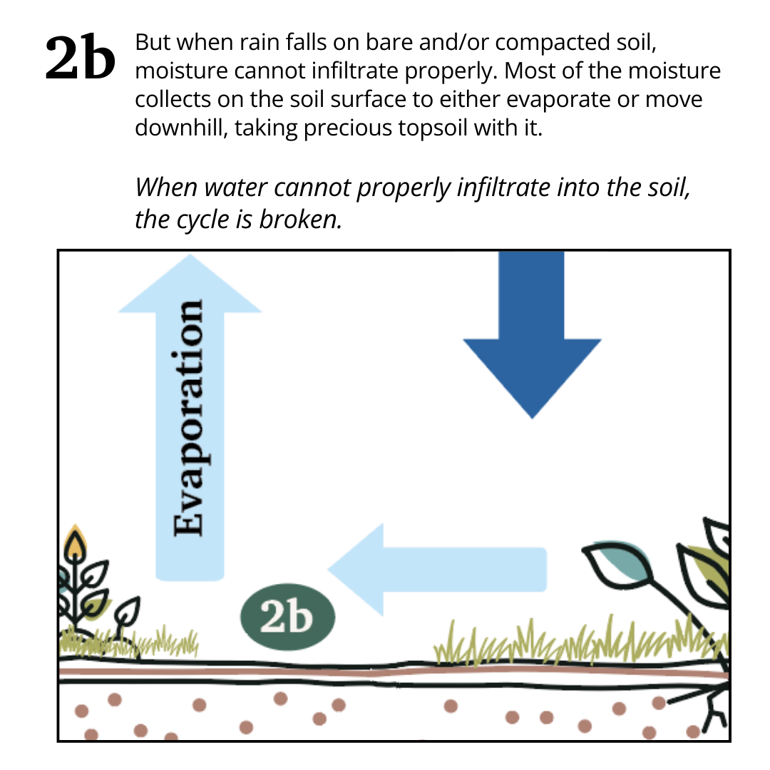 small water cycle diagram by Regenified
