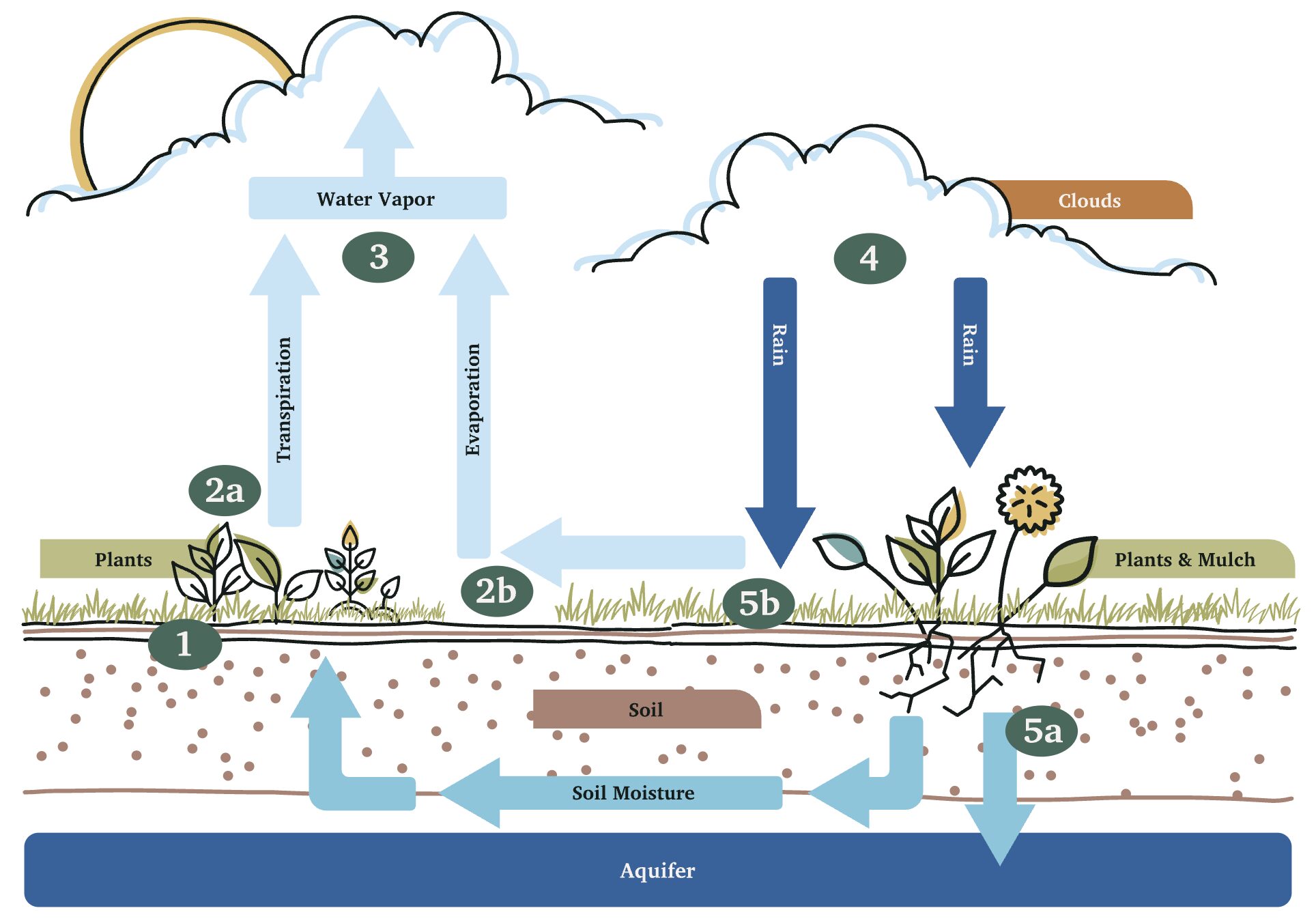 small water cycle diagram by Regenified